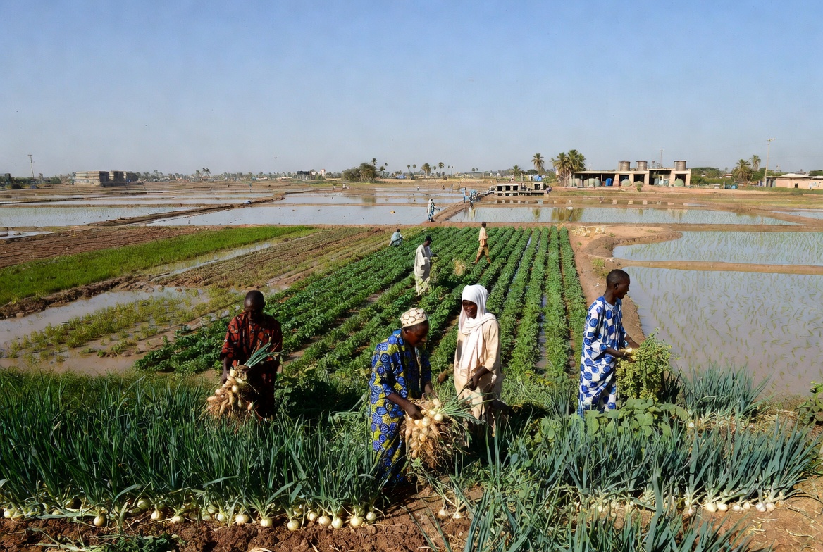 Agricultural scene